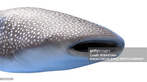 Whale Shark Illustration High-Res Vector Graphic - Getty Images