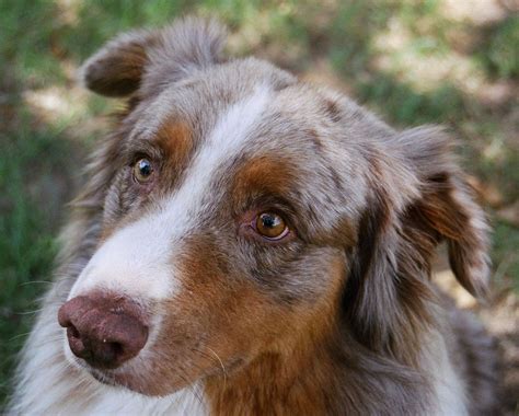 Aussie Eye Color and Eyeshine in 2021 | Australian shepherd, Aussie dogs, Domestic dog