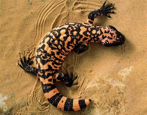 Colorado Man Dies After Being Bitten By His Pet Venomous Lizard