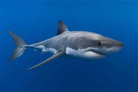 4K, 5K, Sharks, Underwater world, HD Wallpaper | Rare Gallery