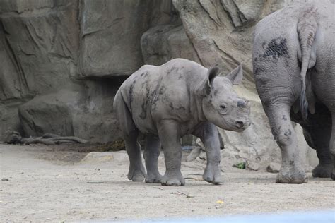 Black Rhino Calf - ZooChat