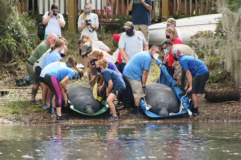 5 Manatees Released Back to the Wild