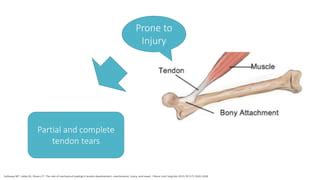 Ultrasound-Guided Percutaneous Tenotomy | PPT