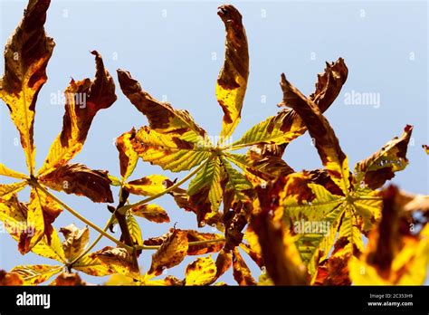 beautiful natural chestnut foliage that changed color in the autumn season, close-up of chestnut ...