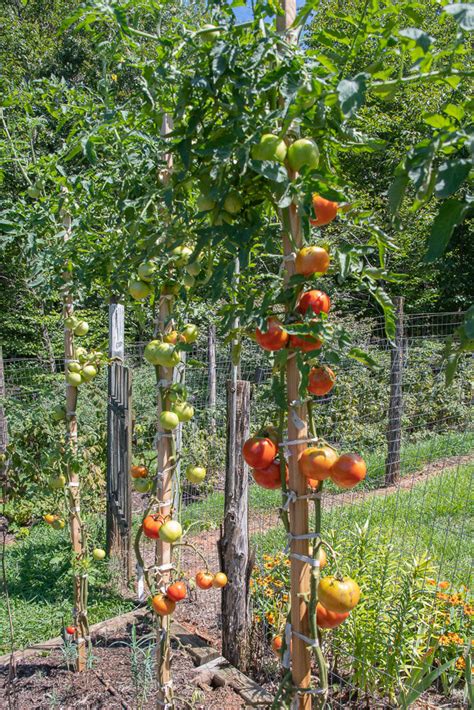 Is it time to pull out my tomato plants? — Corner Store Garden Center