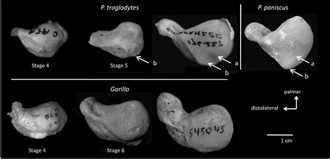 Figure 1 from Independent evolution of knuckle-walking in African apes shows that humans did not ...