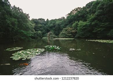 Meiji Shrine Inner Garden Stock Photo 1212237820 | Shutterstock