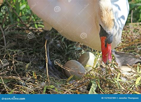 Swan Hatching Eggs on a Nest Stock Image - Image of bird, nest: 157932789