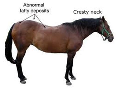 High Desert Equine - Equine Metabolic Syndrome