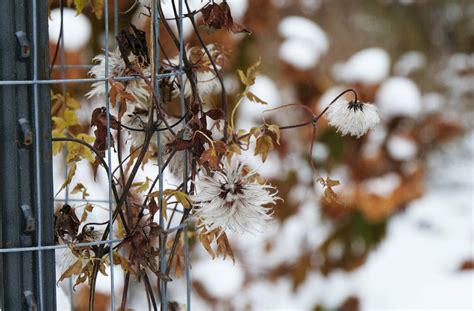 Clematis Winter Care | Plant Addicts