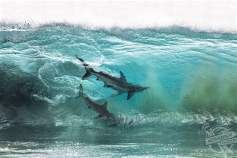 Incredible Pictures Of Sharks Surfing The Waves In Australia | Media ...