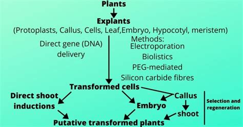 What are the Transgenic Plants? - sciencendtech