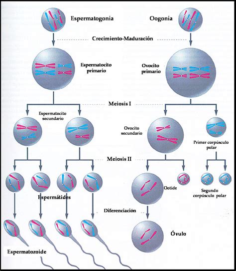 Gametogenesis