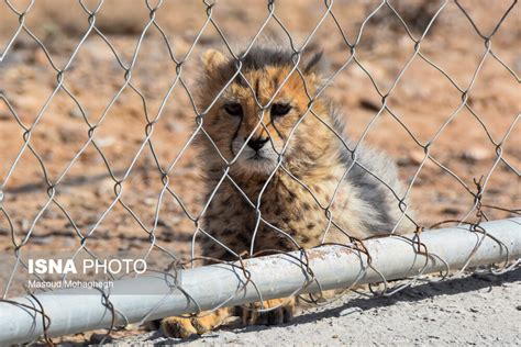 Iran Spotted 18 Asiatic Cheetah Cubs In Past Year: Official - Iran Front Page