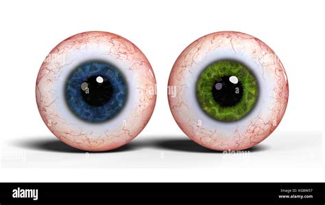 two realistic human eyeballs with blue and green iris isolated on white ...