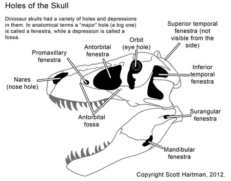 Skull anatomy, Prehistoric animals, Dinosaur illustration