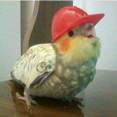 20 Parrot pfp :)) ideas in 2022 | papuga, papużka, nimfy