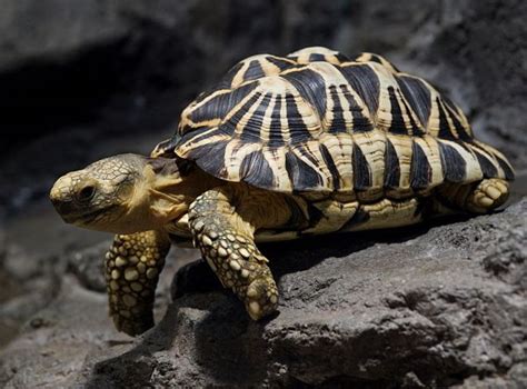 The Burmese Star Tortoise Is Back From the Brink of Extinction - Atlas ...