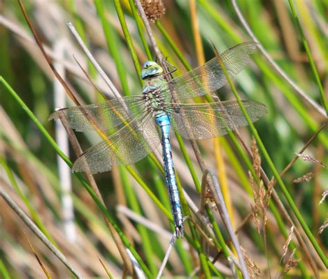 Bamber Bridge Birder: Ashdown Forest - Emperor Dragonfly - 1st August 2011