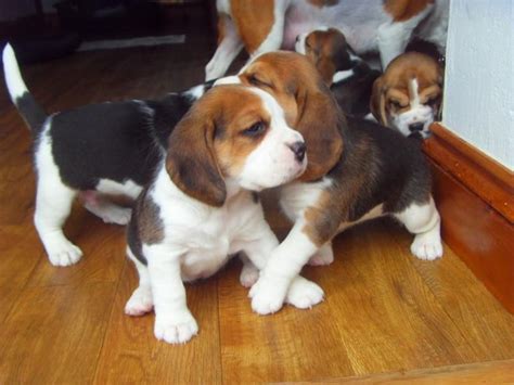 Beagle Puppies For Sale | Charlotte, NC #236871 | Petzlover