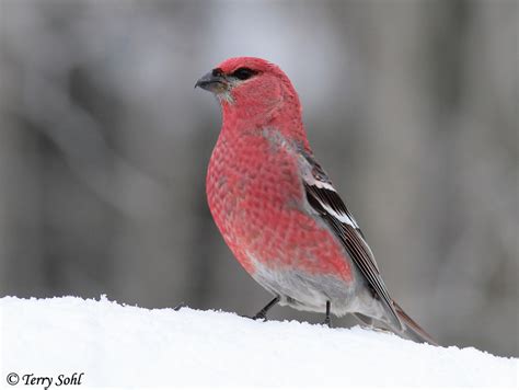 Pine Grosbeak Photos - Photographs - Pictures