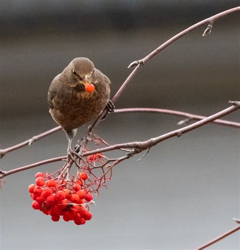 Blackbird Female Eating - Free photo on Pixabay - Pixabay