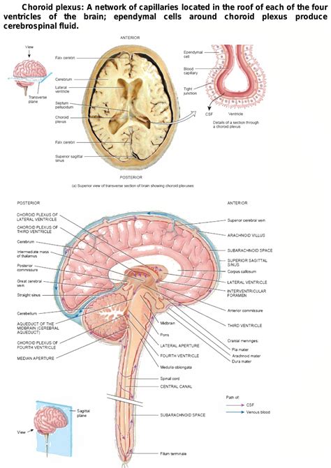 What is the location of Choroid plexus