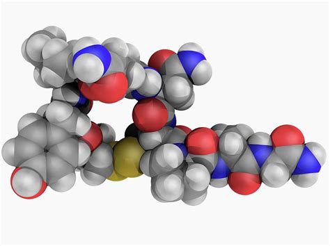 Oxytocin Hormone Molecule Photograph by Laguna Design/science Photo ...