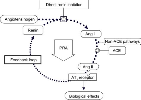 Direct renin inhibition acts at the point of activation of the renin... | Download Scientific ...