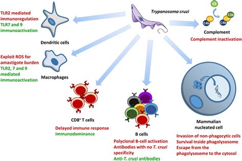 Major mechanisms involved in T. cruzi survival and control during the... | Download Scientific ...