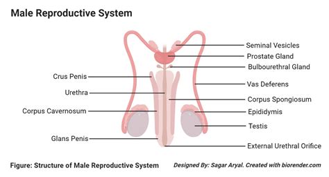 Male Reproductive System Diagram Quizlet - Human Anatomy