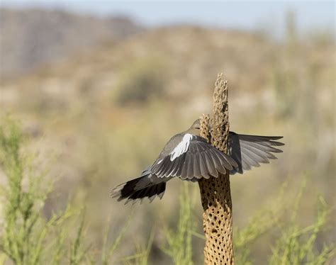 15 Hilarious Winning Photos Of Comedy Wildlife Photography Awards 2023