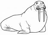 Free Walrus Coloring Page  Printable Pages For Kids sketch template