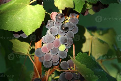 A rich harvest of wine grapes in the collective farm garden. 10010990 ...