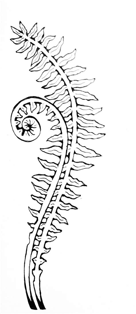 Fern Line Drawing Plant Leaves Sketch Coloring Page