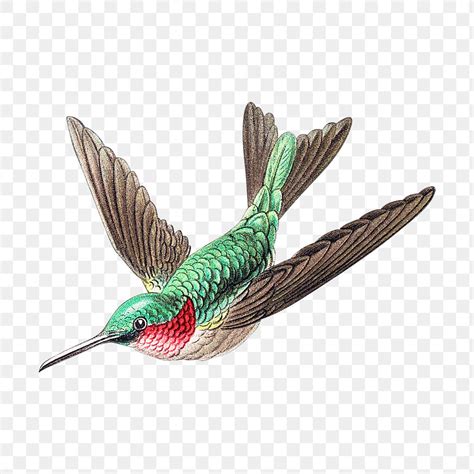 Colorful vintage hummingbird illustration transparent | Premium PNG Sticker - rawpixel