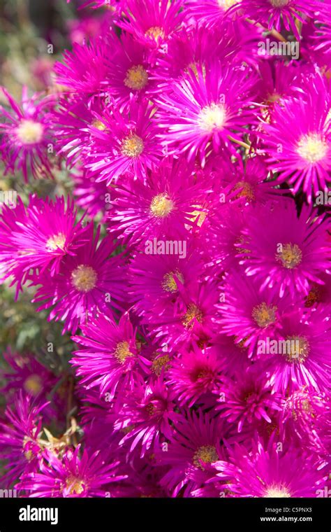 Shocking pink flowers in the Spanish summer sun Stock Photo - Alamy