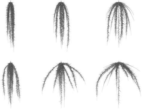 Maize root growth angles, nitrogen capture and environmental conditions ...