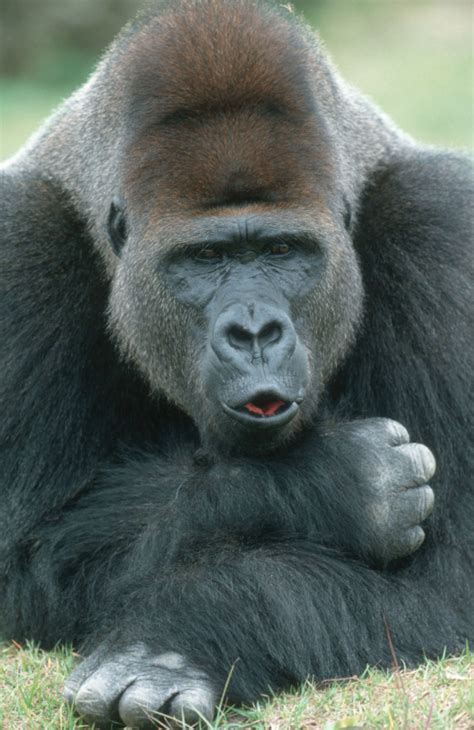 Grauer's Gorilla one step closer to extinction | WWF