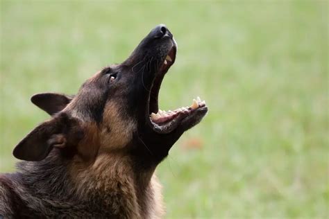 German Shepherd Barking at Night? Here’s Why - Animals HQ