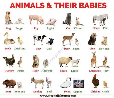 Baby Animals: List of Common Animals and Their Young Babies – My ...