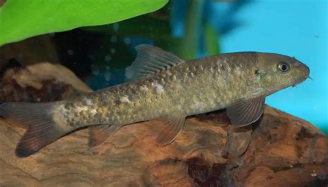 Garra rufa – Doctor Fish (Discognathus crenulatus, Garra rufa gymnothorax) — Seriously Fish