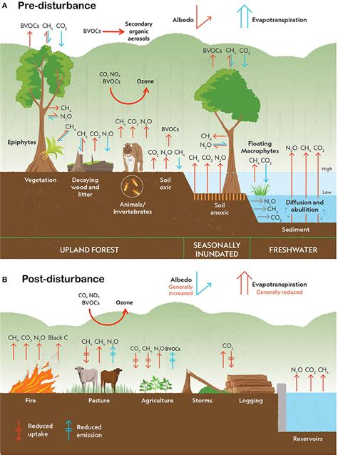 Climate Change Amazon Rainforest - Barbi Carlota