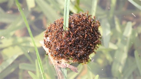 Deadly fire ants are forming rafts to cross Australian flood waters | CNN