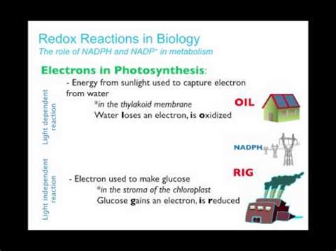 Biology 20: Redox Reactions in Metabolism - YouTube