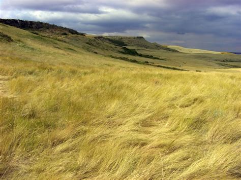 The Source For Picture: Amazing Tropical Grasslands of South America