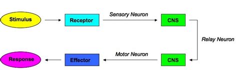 Stimulus Science Examples