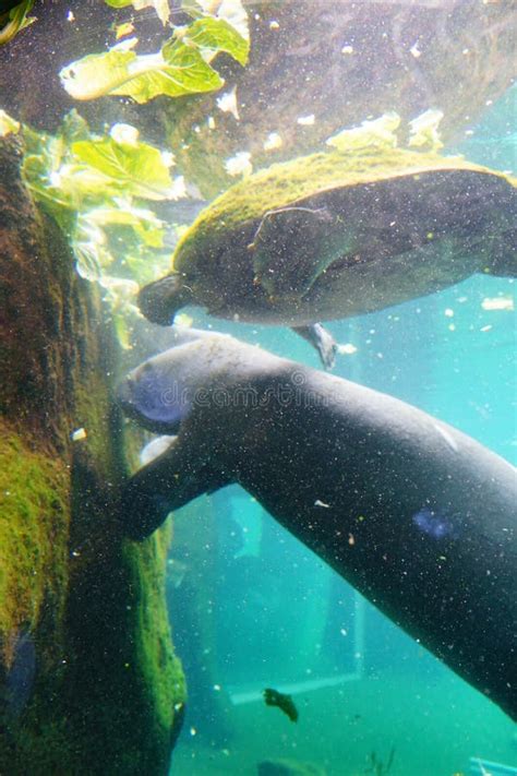 Manatee is eating stock photo. Image of fully, mexico - 101480302