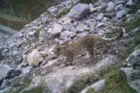 Camera traps reveal thriving Snow Leopard population in Kishtwar's High Altitude National Park ...