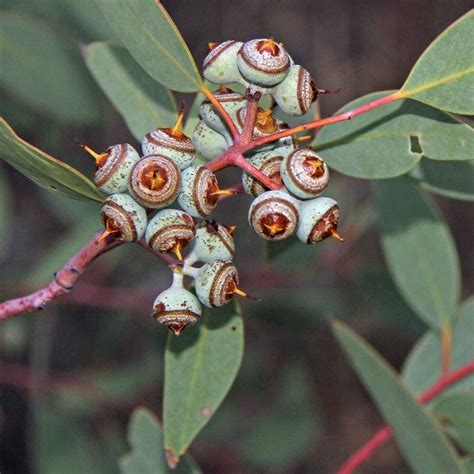 Eucalyptus Pods (Eucalyptus oxymitra) Weird Plants, Unusual Plants, Exotic Plants, Exotic ...